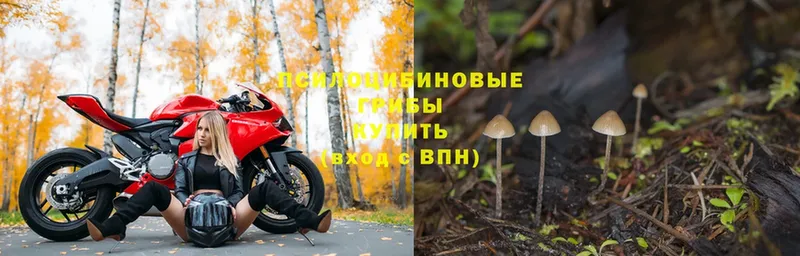 наркота  Белово  Галлюциногенные грибы MAGIC MUSHROOMS 